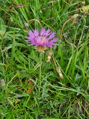 Psephellus caucasicus