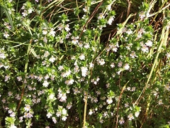 Euphrasia maximowiczii