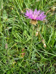 Psephellus caucasicus