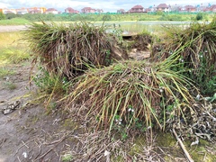 Euphrasia maximowiczii