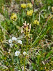 Primula auriculata