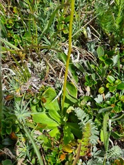 Primula auriculata