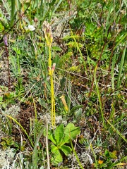 Primula auriculata