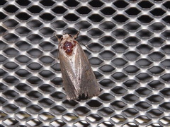 Spodoptera pecten