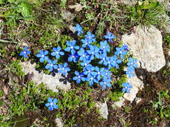 Gentiana bavarica subacaulis