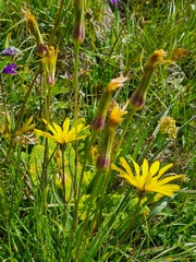 Tragopogon reticulatus