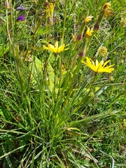 Tragopogon reticulatus