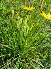 Tragopogon reticulatus