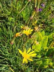 Tragopogon reticulatus