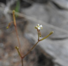 Stylidium tenerum
