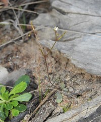 Stylidium tenerum