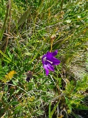 Campanula tridentata