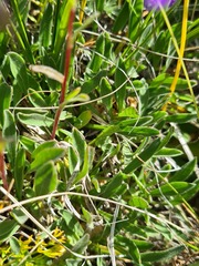 Campanula tridentata