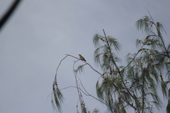 Psilopogon haemacephalus