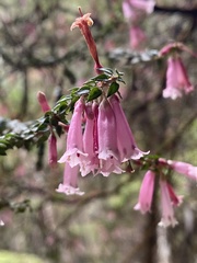 Epacris impressa