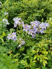 Campanula lactiflora