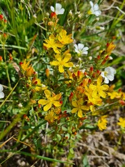Hypericum linarioides