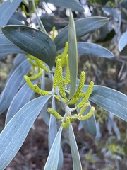 Acacia binervia