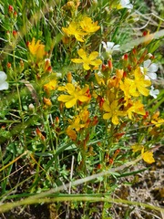 Hypericum linarioides