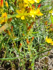 Hypericum linarioides