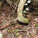 Ventilago pubiflora - Photo (c) Scott W. Gavins, algunos derechos reservados (CC BY-NC), subido por Scott W. Gavins
