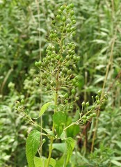 Scrophularia marilandica