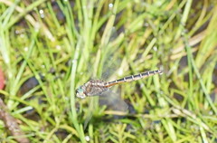 Procordulia jacksoniensis