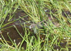 Procordulia jacksoniensis