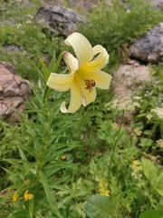 Lilium kesselringianum