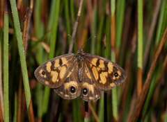 Heteronympha cordace
