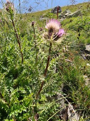 Cirsium obvallatum