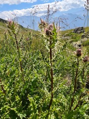 Cirsium obvallatum