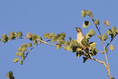 Conopophila rufogularis