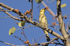 Ptilotula flavescens