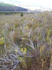 Aspalathus caledonensis