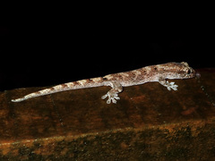 Bavayia sauvagii