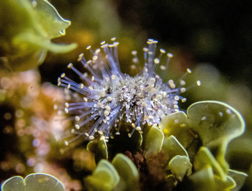Purple Sea Urchin