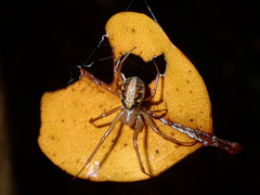 Phonognatha neocaledonica