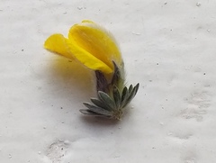 Aspalathus caledonensis