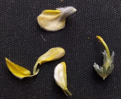 Aspalathus caledonensis