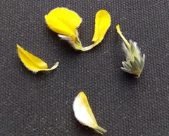 Aspalathus caledonensis