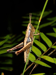 Caledonula fuscovittata