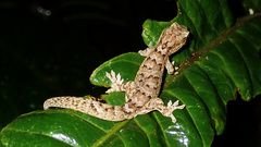 Bavayia sauvagii
