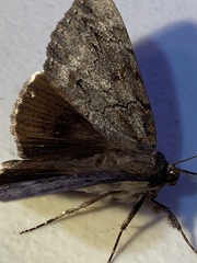 Catocala residua