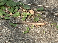 Plestiodon japonicus