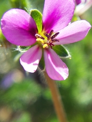 Pelargonium hirtum