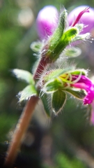 Pelargonium hirtum