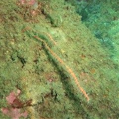 Callistephanus rosea