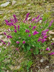 Hedysarum caucasicum