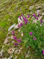 Hedysarum caucasicum